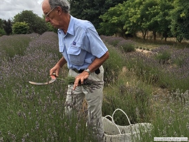 ...collecting Lavender flowers...