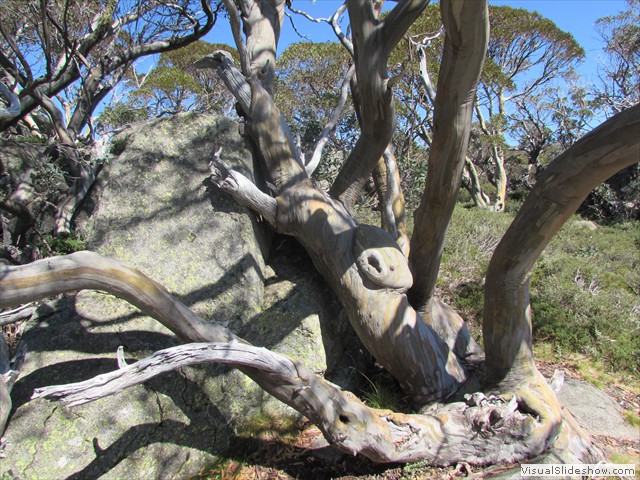 Tortured snow gum