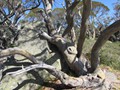 Tortured snow gum