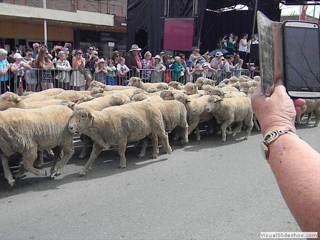 ...the sheep are running, sort of...