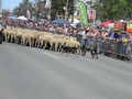 ...trusty sheepdog chasing up the stragglers